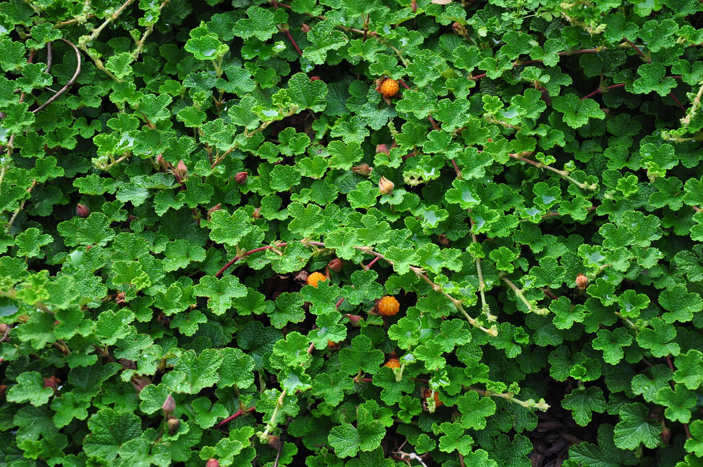 Creeping Raspberry Rubus 25 Plants in 3-1/2 inch Pots