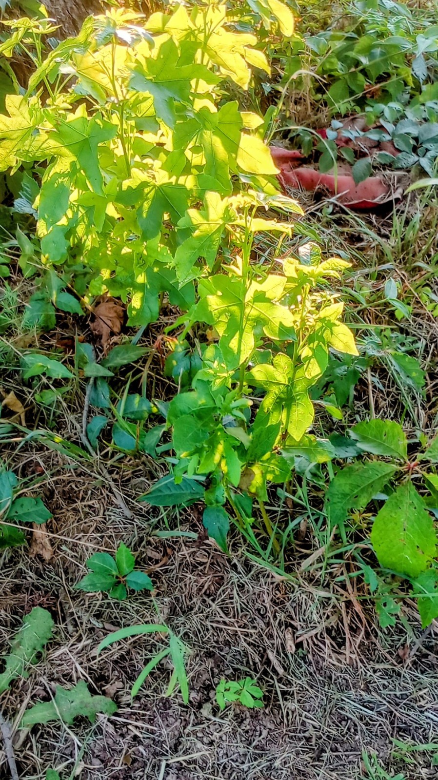 BUR OAK TREE 16 TO 24 INCH LIVE PLANT