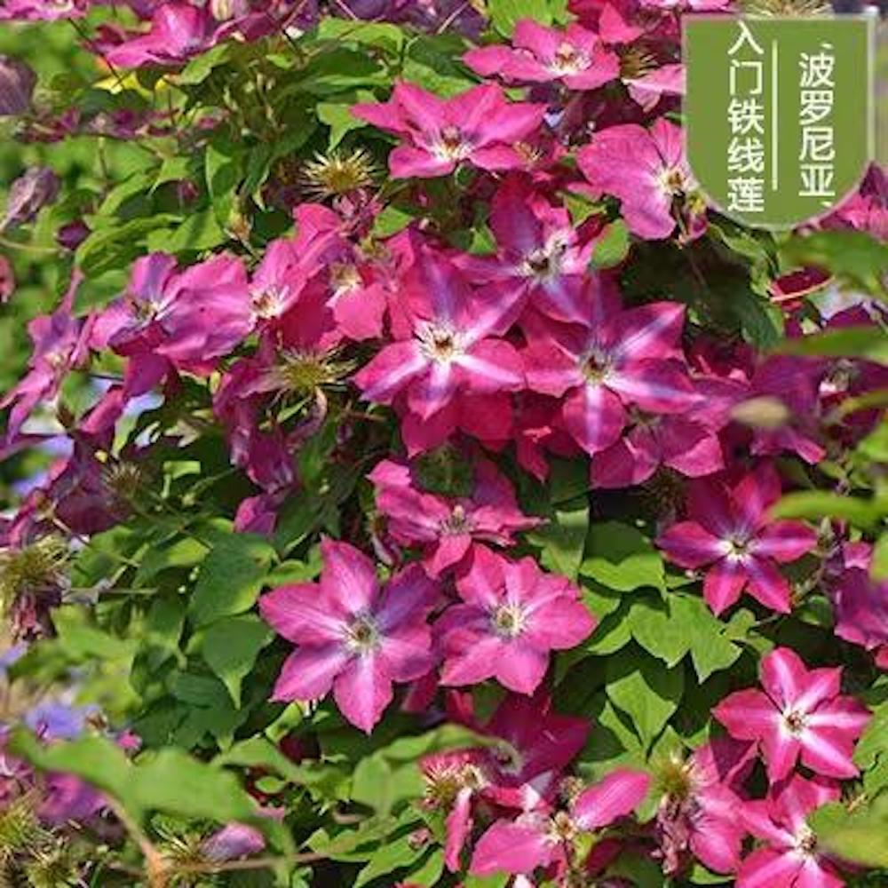 (10) CLEMATIS SEEDS rare exotic climber flower vine garden USA SELLER W/TRACK