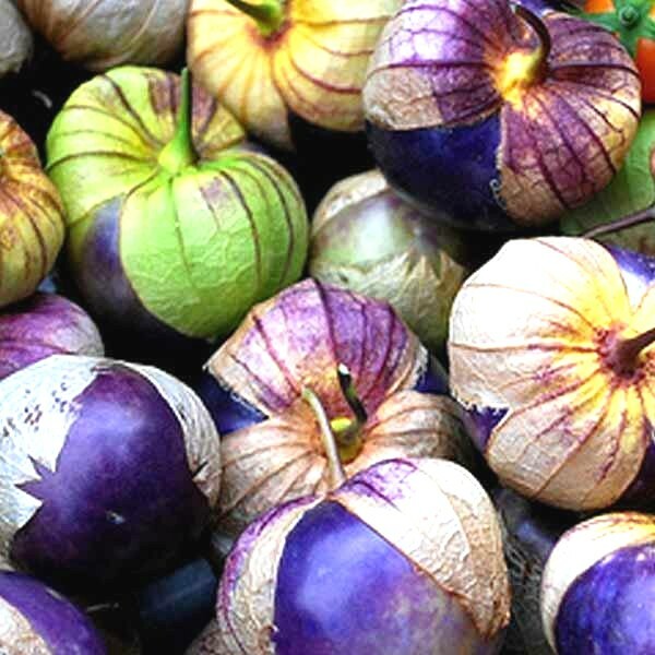 51+PURPLE DE MILPA TOMATILLO Seed Organic Summer Vegetable Garden Container Easy