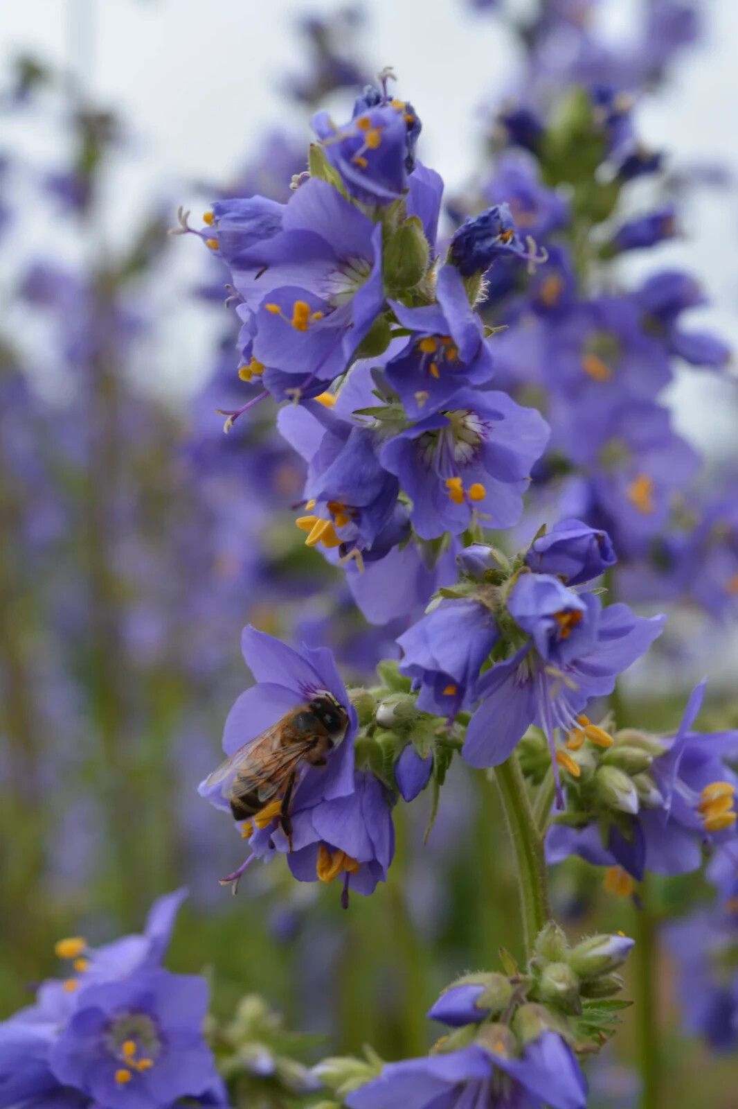 POLEMONIUM~BLUE PEARL~JACOBS LADDER PLANT FRAGRANT PERENNIAL FLOWERS PART SHADE!