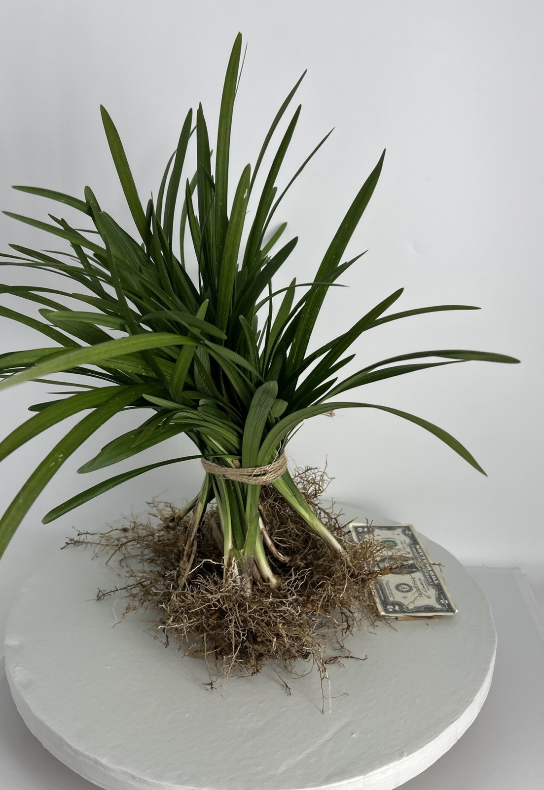 Liriope 20 Pieces Bare Root Purple Flowering Grass Plants Full Sun Or Shade!