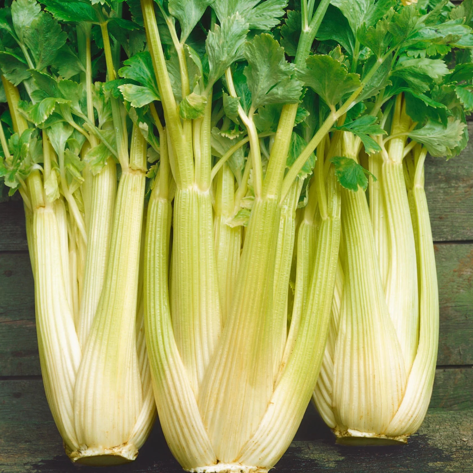 1500+ Golden Self Blanching Celery Seeds — Heirloom — Organic — FRESH