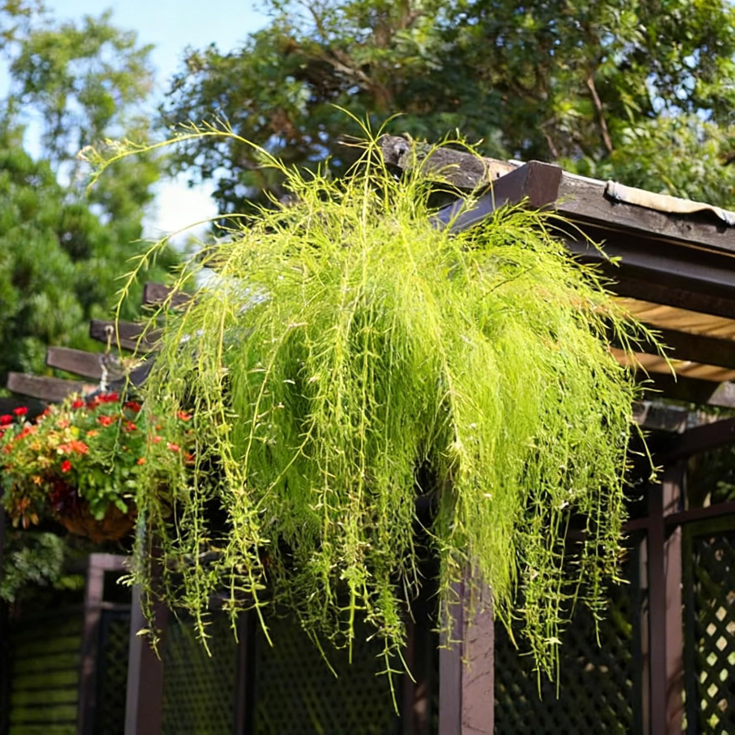 Dwarf Willow Tree Seeds for Planting, 30pcs Perennial Willow Tree Seeds to Plant