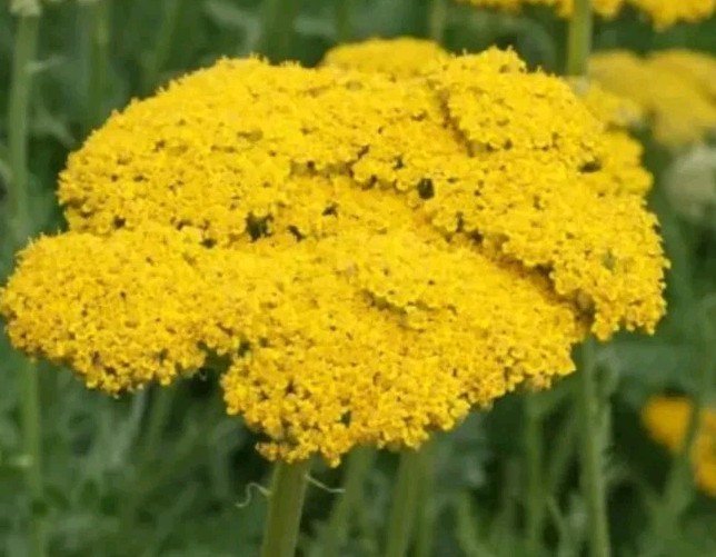 20+ yarrow, Gold PERENNIAL YARROW seeds USA seller