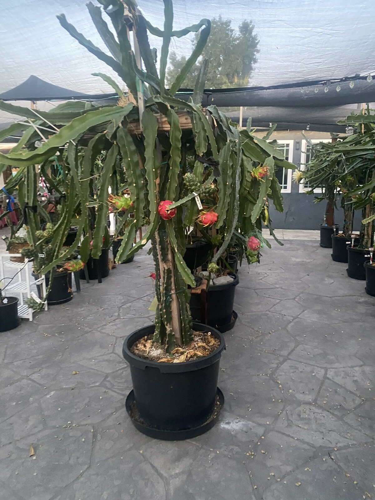 One Vietnamese White DRAGON FRUIT CUTTING 8- 12 Inches