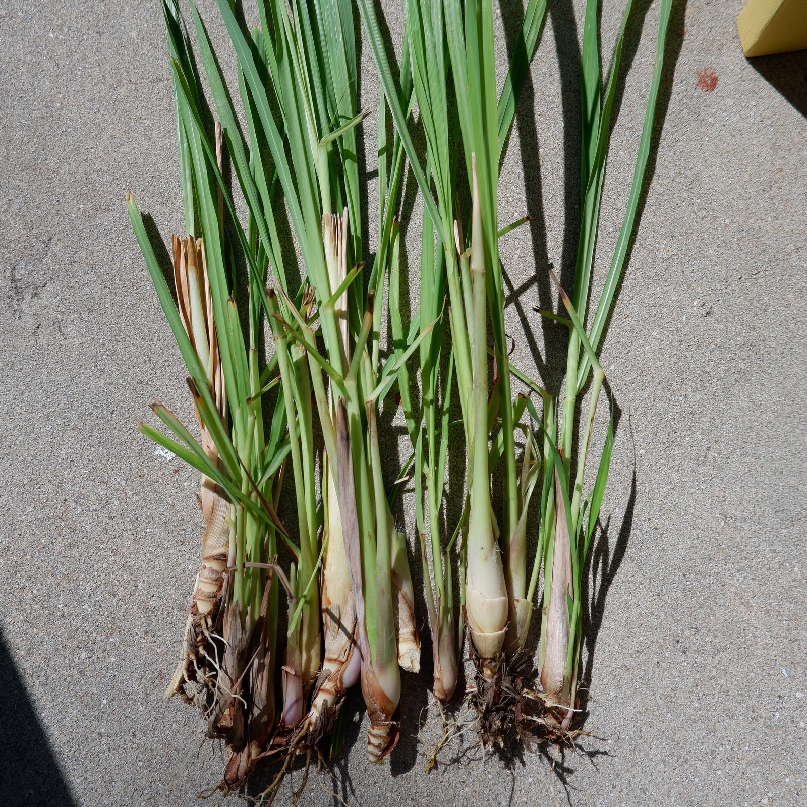 4 Live Rooted Lemongrass Organic Plant Stalks