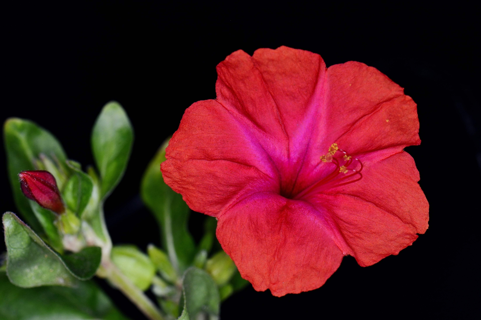 25 RED FOUR O’CLOCK Marvel of Peru Mirabilis Jalapa Flower Seeds