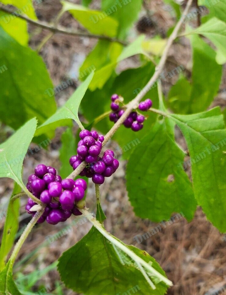 8 FRESH CUTTINGS FRENCH MULBERRY PURPLE BEAUTY BERRY BUSH CALLICARPA AMERICANA