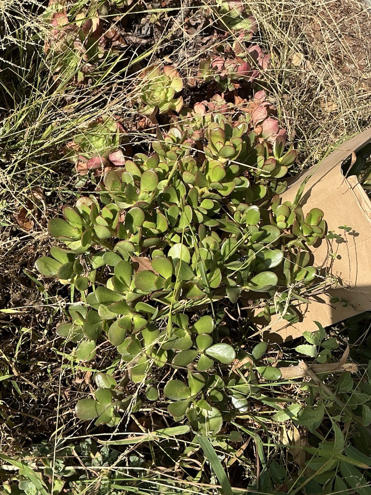 healthy jade plant with roots, Around 18” tall, rooted