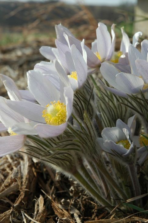 Pasque Flower (Anemone patens wolfgangiana) SEEDS, pulsatilla pasque flower