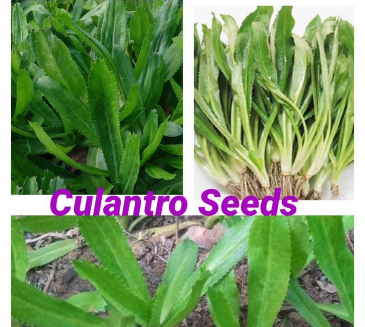 200+ SEEDS CULANTRO MEXICAN CORIANDER DE ALCAPATE CILANTRO ANCHO CULANTRO RECAO