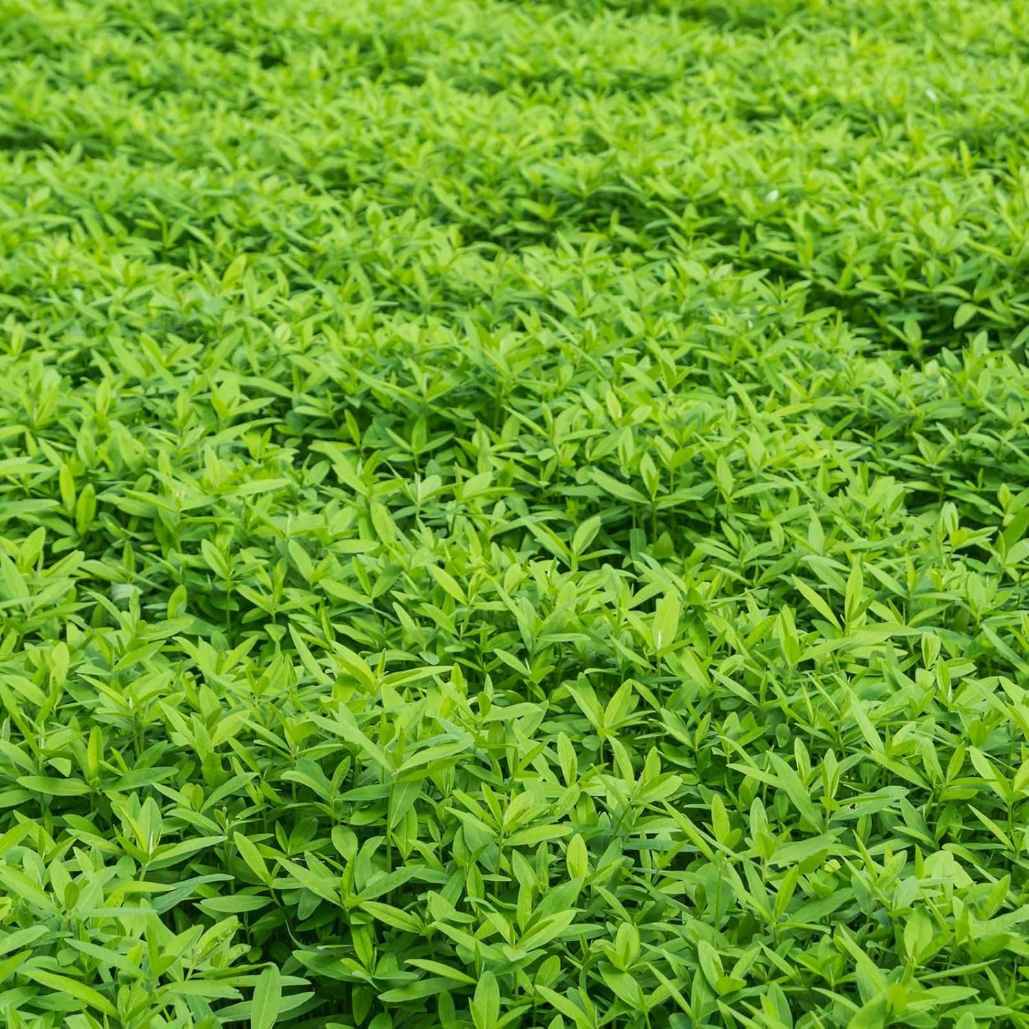 Mountain Valley Seed Co No-Till Garden Farm and Cover Crop Mix Seeds 5 Lbs