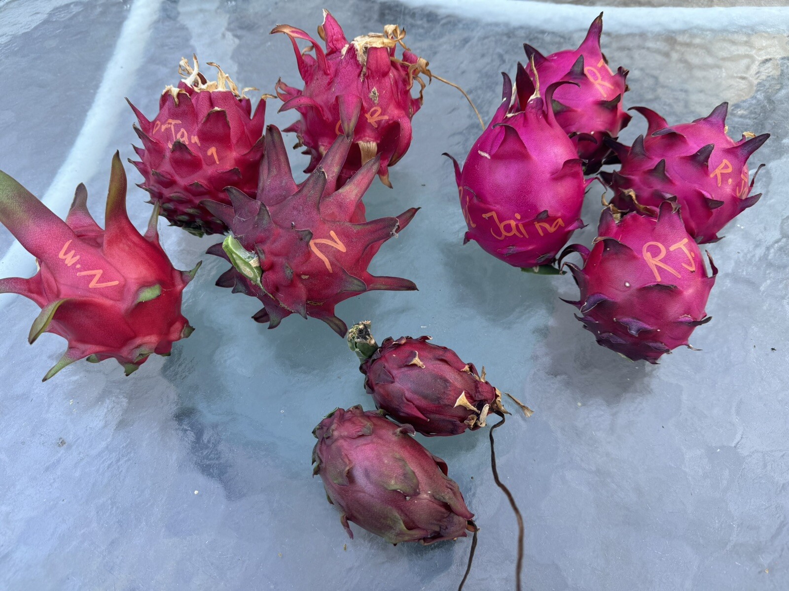 3 DRAGON FRUIT CUTTINGS 8-14 Inches check the description