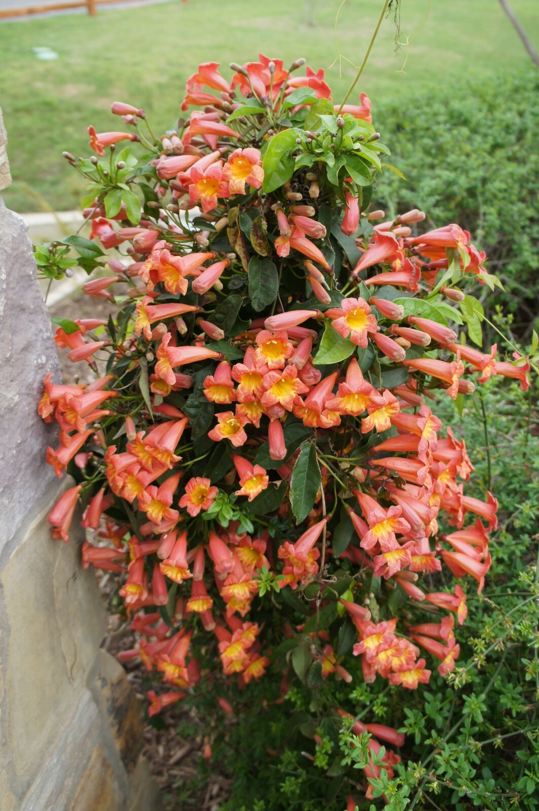BIGNONIA “TANGERINE BEAUTY” CROSSVINE*Rooted Starter Plant**ATTRACTS BUTTERFLIES