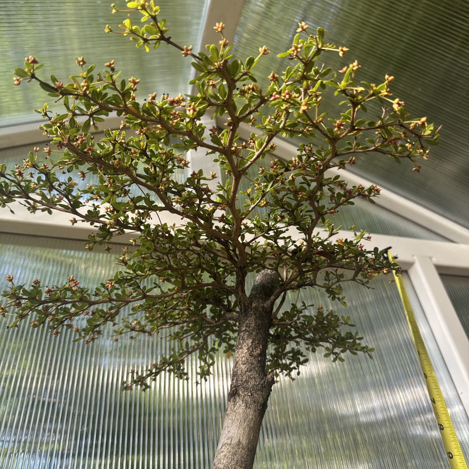Dwarf Black Olive Bonsai (Bucida buceras ‘Shady Lady’) – Specimen Size – WYSIWYG