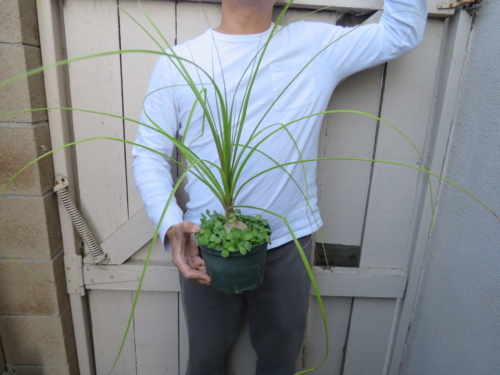 Beaucarnea recurvata pony tail palm Succulent