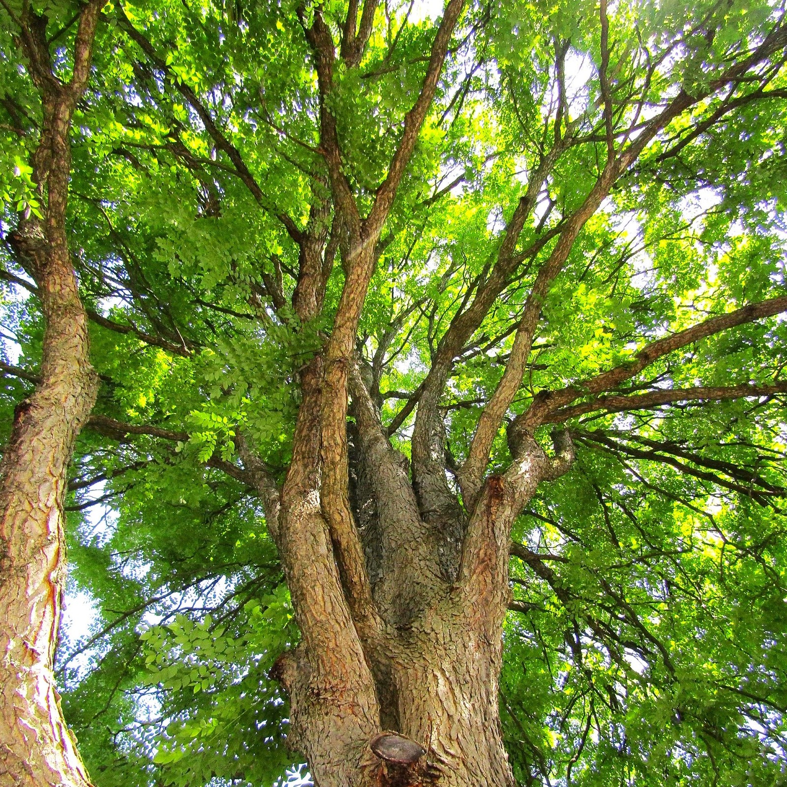 Kentucky Coffee Tree Seeds – For 2025 Planting Gymnocladus Dioicus Coffeetree