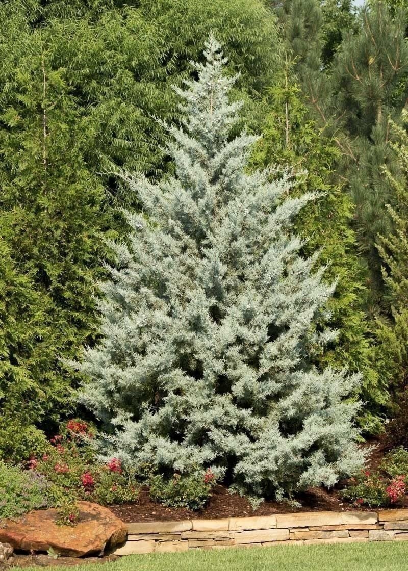 Arizona Blue Ice Cypress | 1 Gallon | Cupressus arizonica | Low Maintenance
