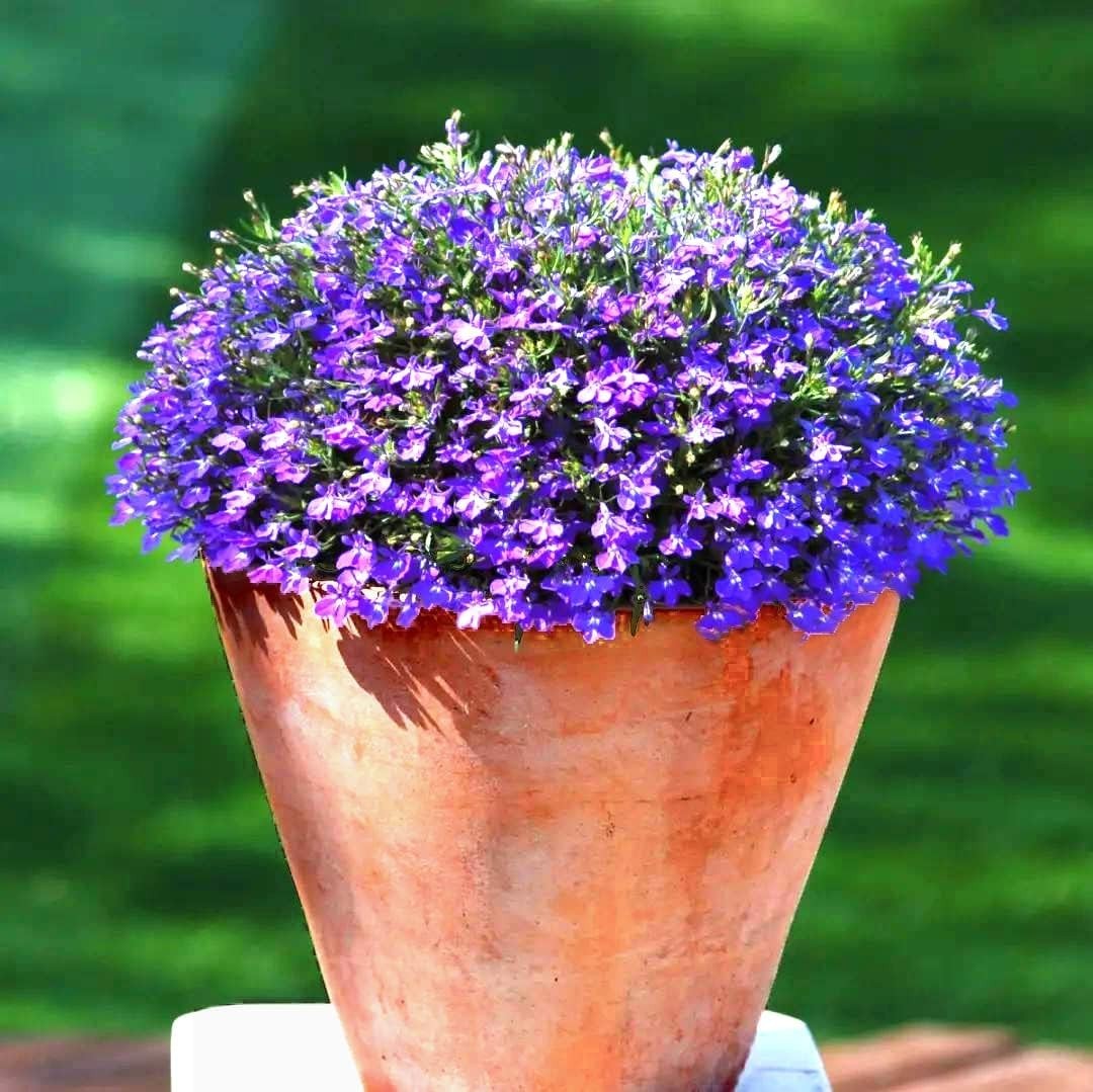 Attract Pollinators with 1000+ Mixed Creeping Thyme Seeds for Easy Planting