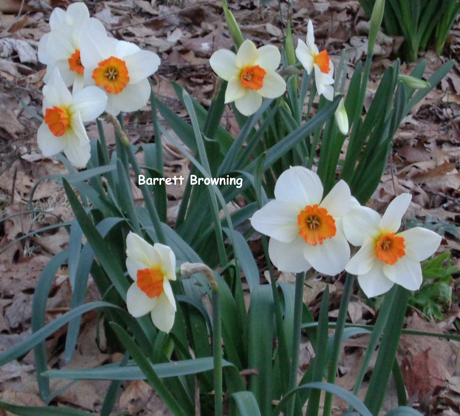 32 DAFFODIL BULBS 2 KINDS Narcissus Jonquil white petals FromMyGarden **PlsREAD*