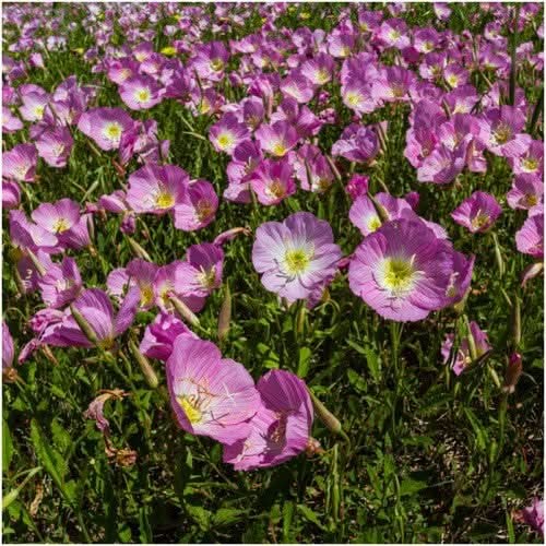 Showy Evening Primrose Seeds For Planting (Oenothera speciosa)