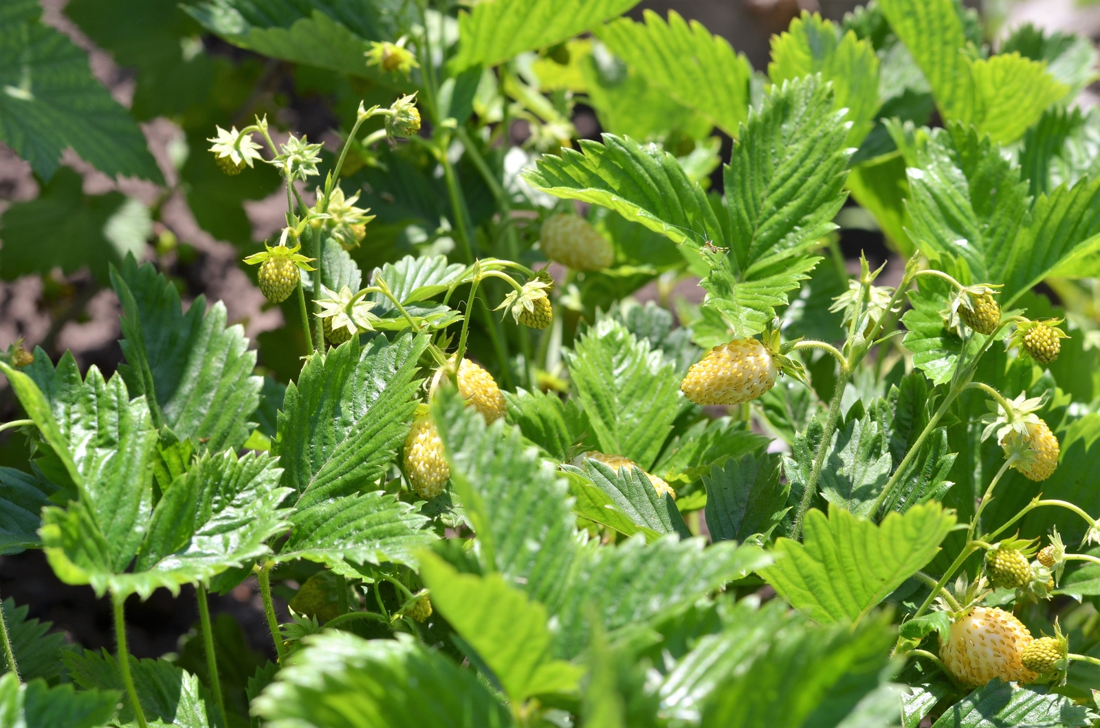 100 YELLOW WONDER STRAWBERRY Everbearing Heirloom Fragaria Vesca Fruit Seeds