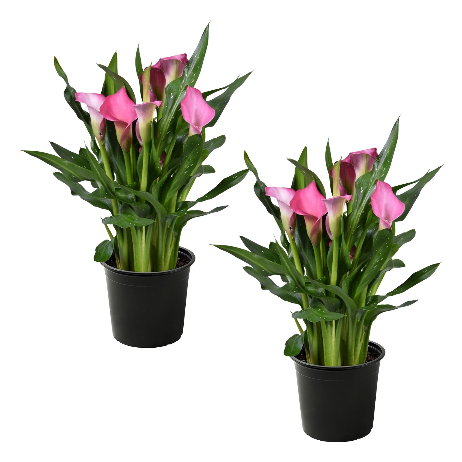 The Three Company Live Flowering Calla Lily 2 Plants Per – 3 – – 12 Tall