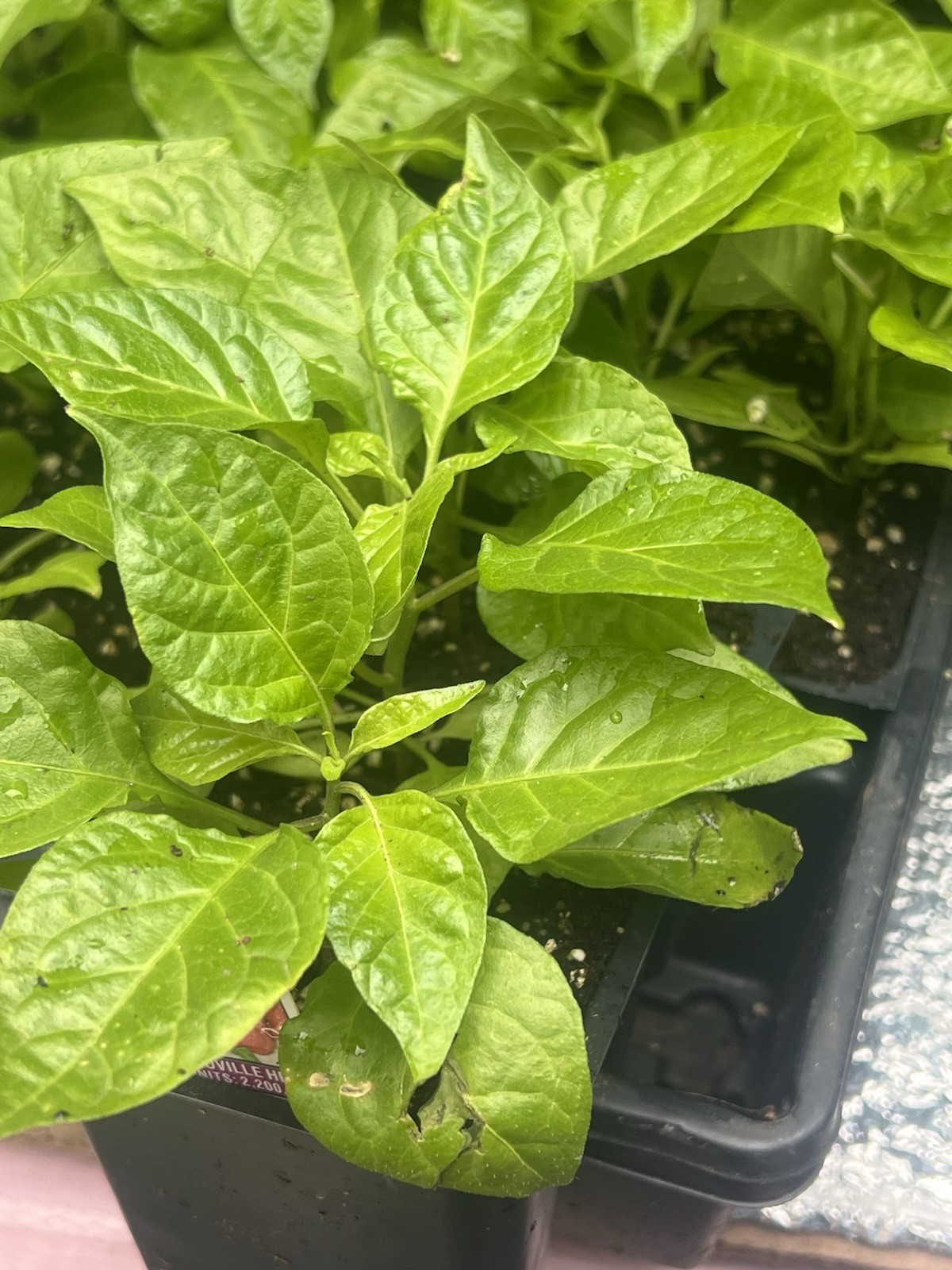 3 Live Plants Extremely Hot CAROLINA REAPER Pepper SHU 2,200,000