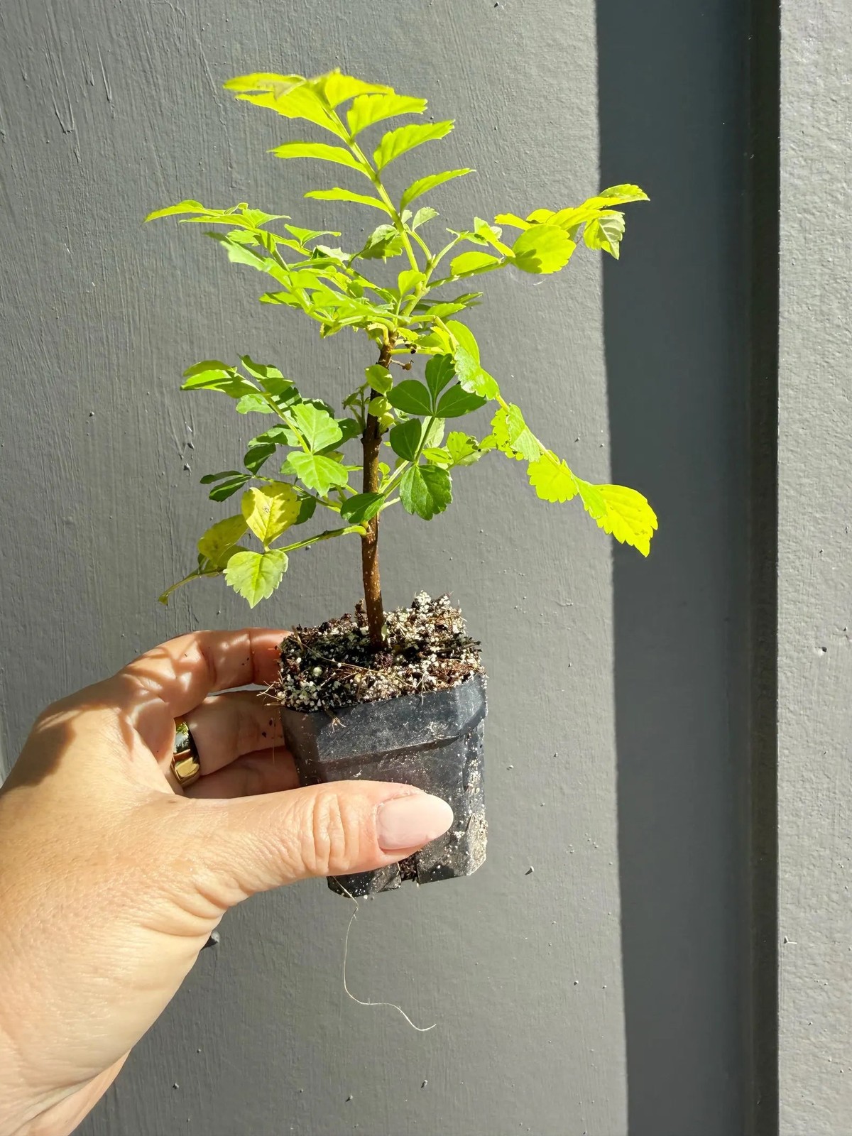 Red Cape Honeysuckle, 2 Inch Pot, Hardy Flowering Garden Shrub