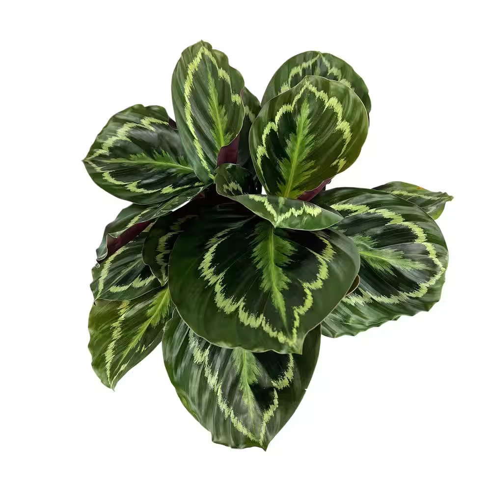 Rose-Painted Pet Friendly Calathea Medallion Indoor Houseplant in 6 In. Grower P