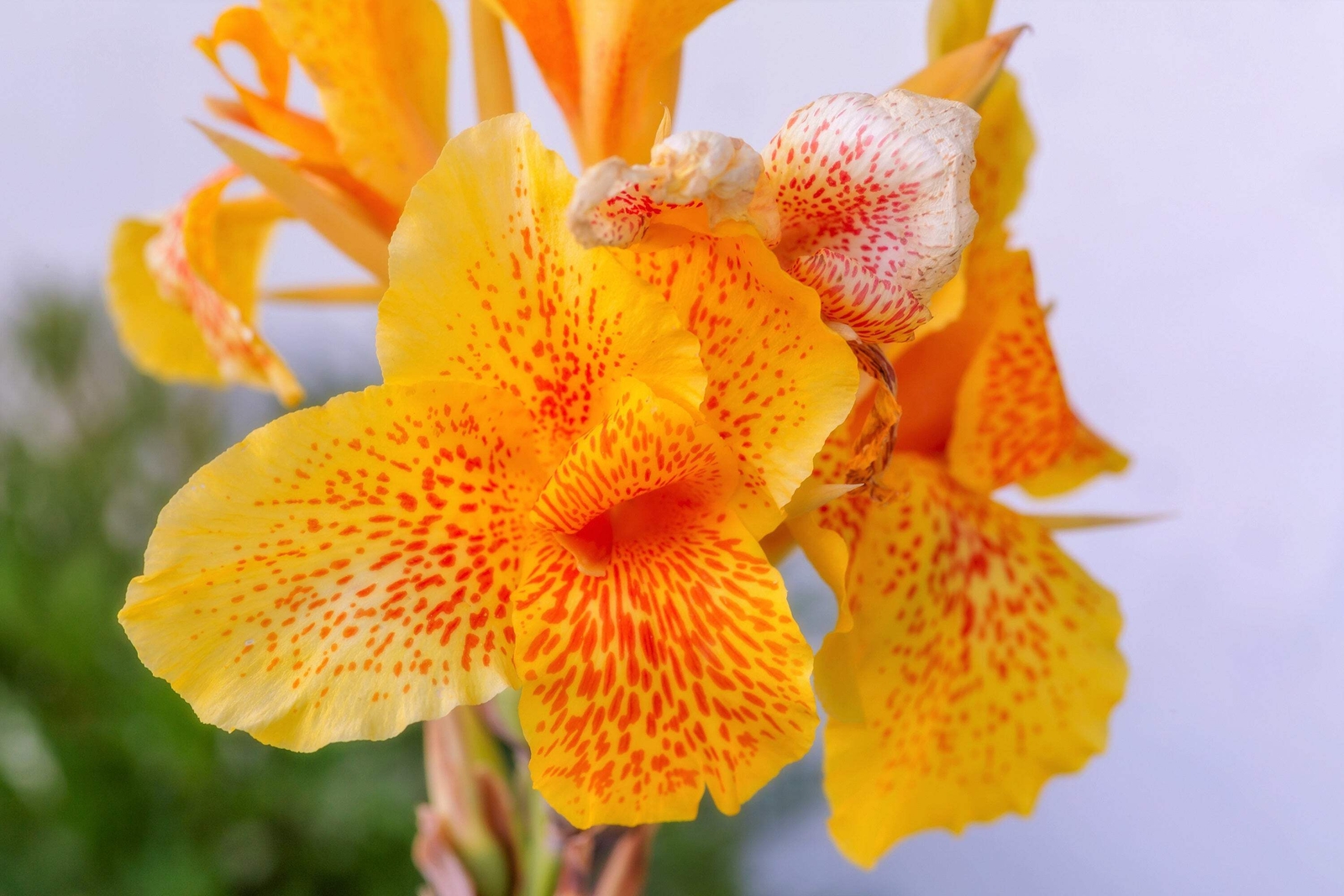 5 YELLOW CANNA LILY Indian Shot Canna Indica Flower Seeds *Flat S/H