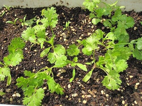 CILANTRO SEEDS, CORIANDER LEAVES, 香菜, 고수, RAU MÙI, NGÒ RÍ |NEW SEEDS|