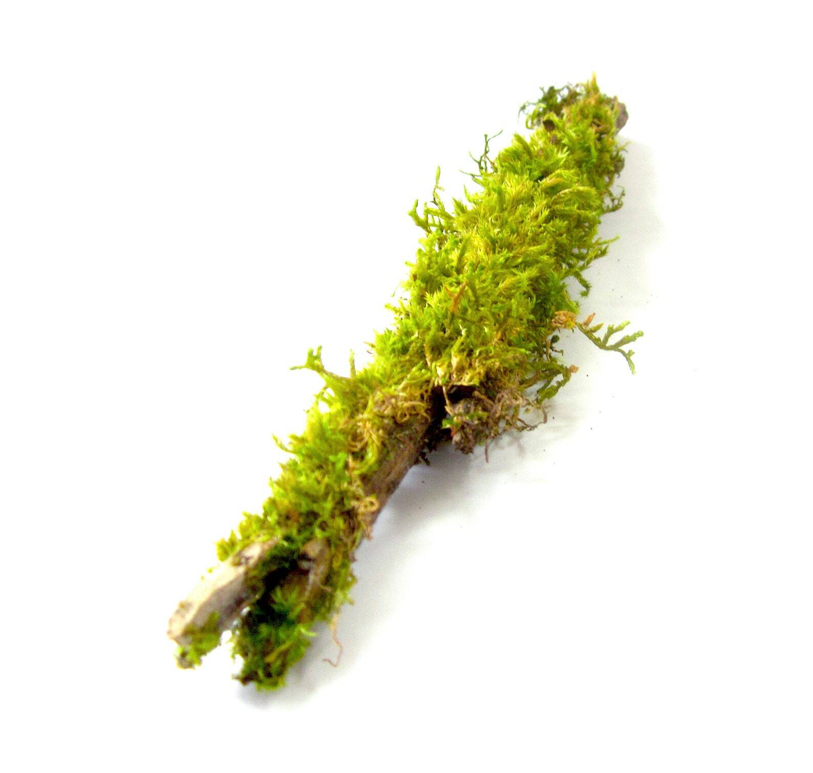 7-10″ inch Moss Covered Wood Stick / Branch for Terrarium