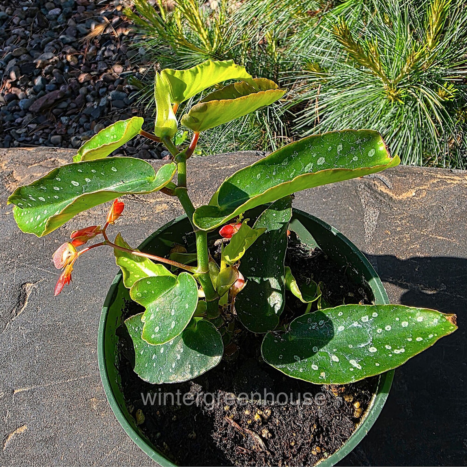Begonia maculata Tamaya, Bamboo Cane Begonia, Container Size: 4.5″