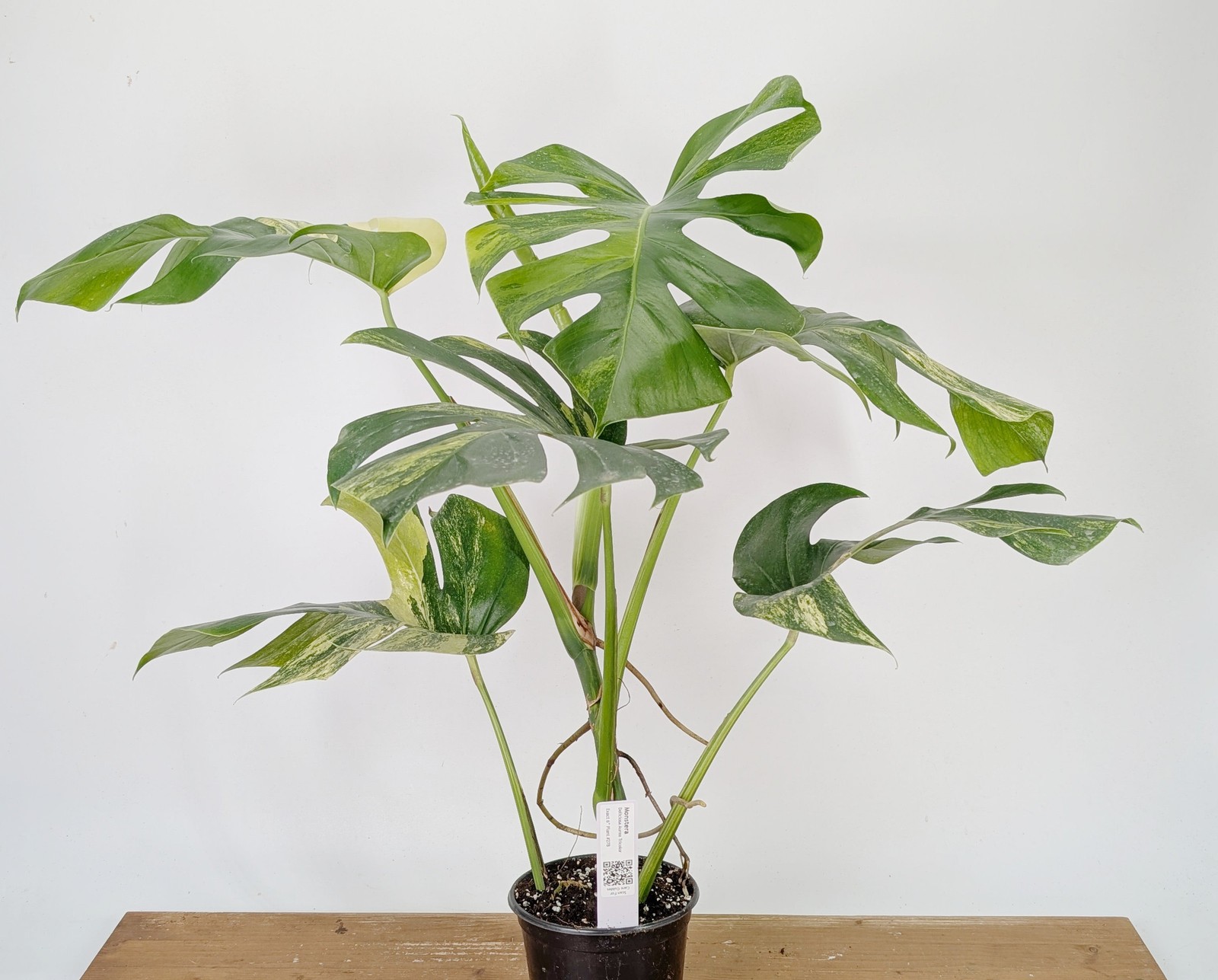 Monstera Aurea Tricolor – Approx 2ft Tall – Mature Exact Plant #26B – 6″ Pot