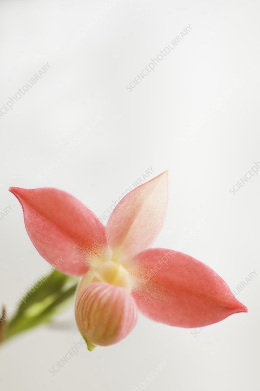 In spike! Phragmipedium Acker’s Angel, long lasting flowers
