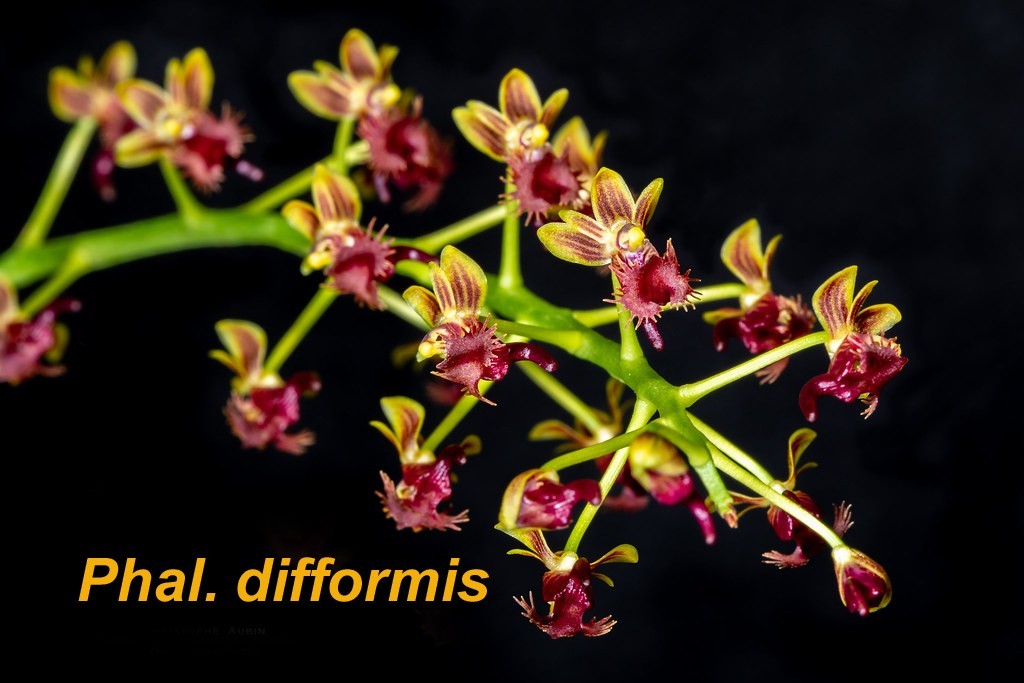 RARE/BIZZARE SE ASIA PHAL ORCHID SPECIES difformis OUT OF BLOOM