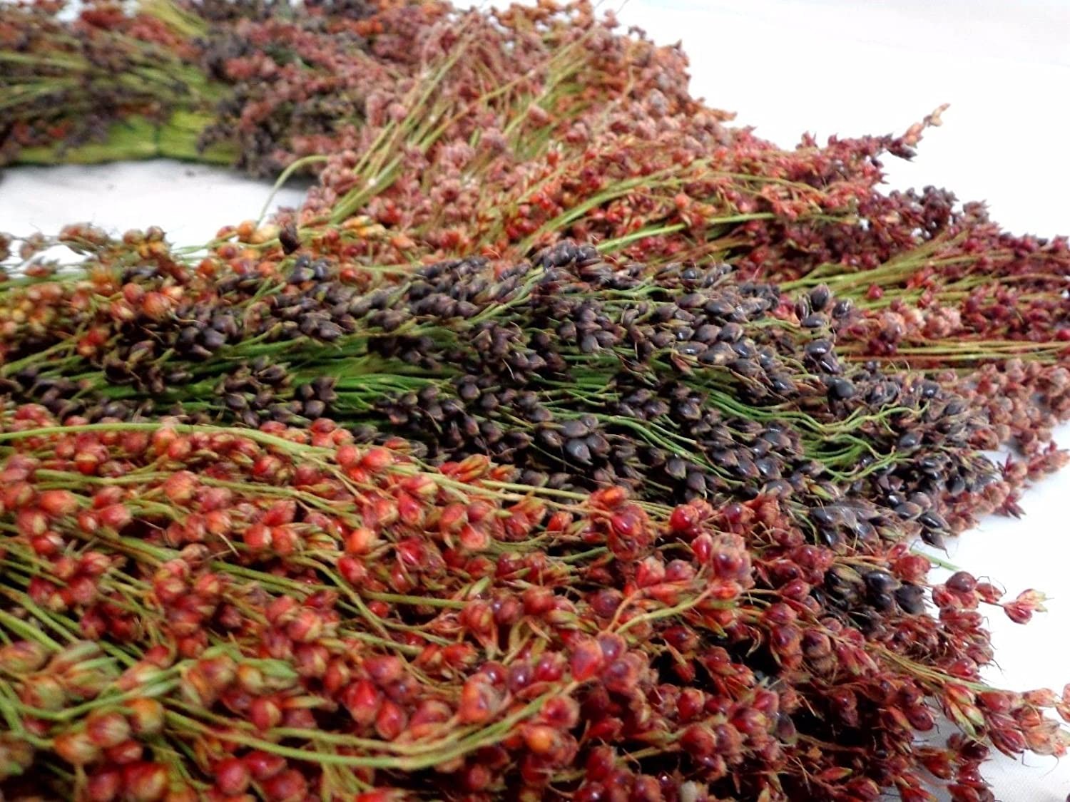 Rainbow Colors Broom Corn Seeds | Colorful Sorgum Millet Wild Flower Seed 2024