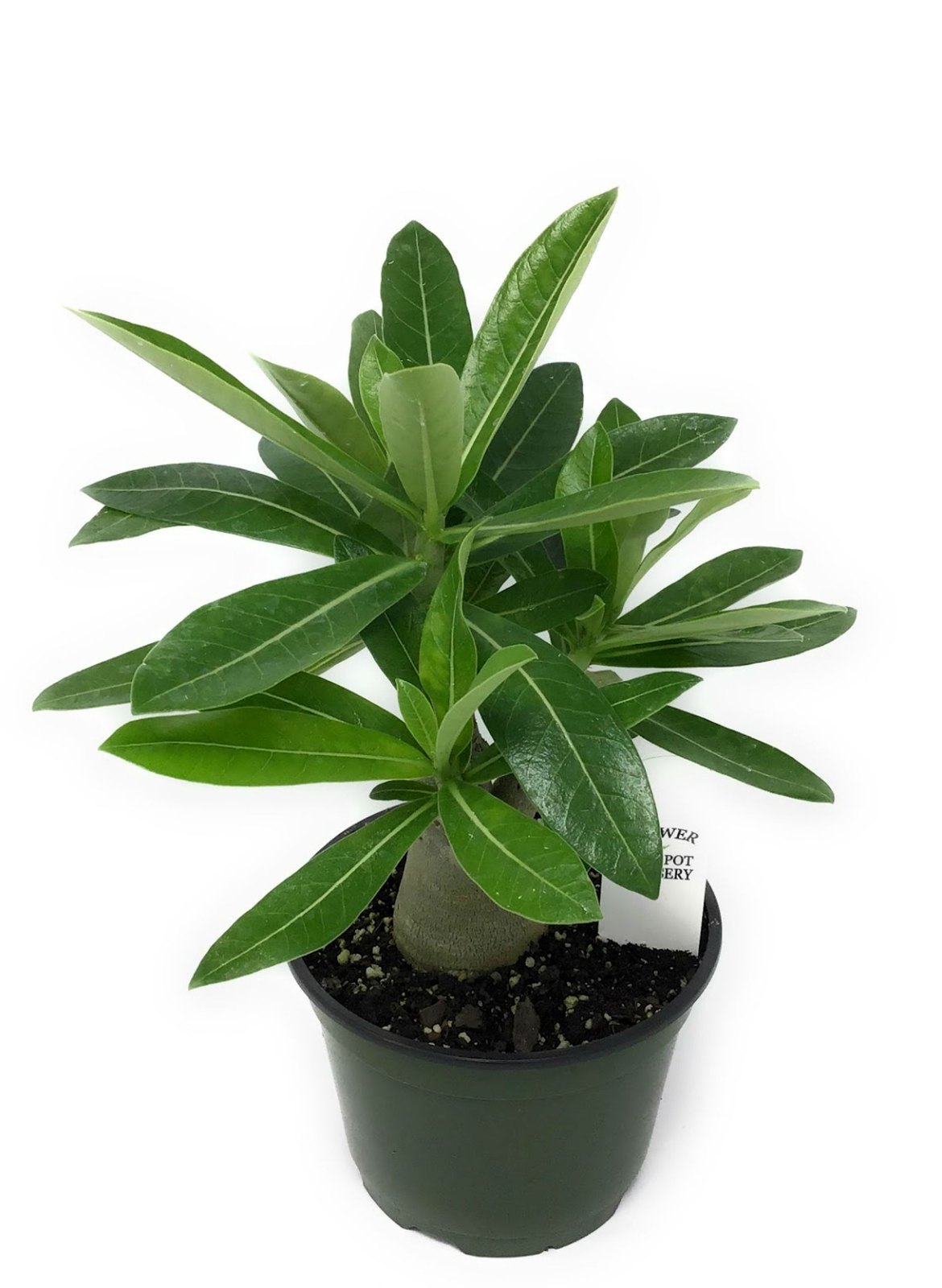 FlowerPotNursery Desert Rose Assorted Colors Adenium obesum 6″ Pot