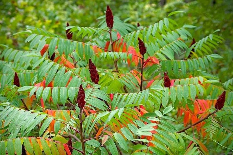 1 Fuzzy Staghorn Sumac 12-24″ Bare Root Rhus typhina Tree
