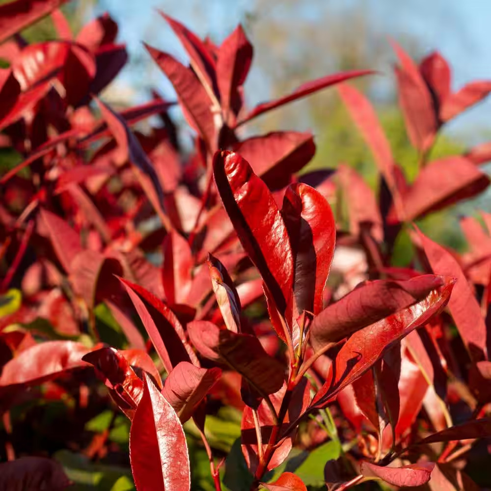 5-Container Red Tip Photinia Evergreen Privacy Shrub (2-Pack)