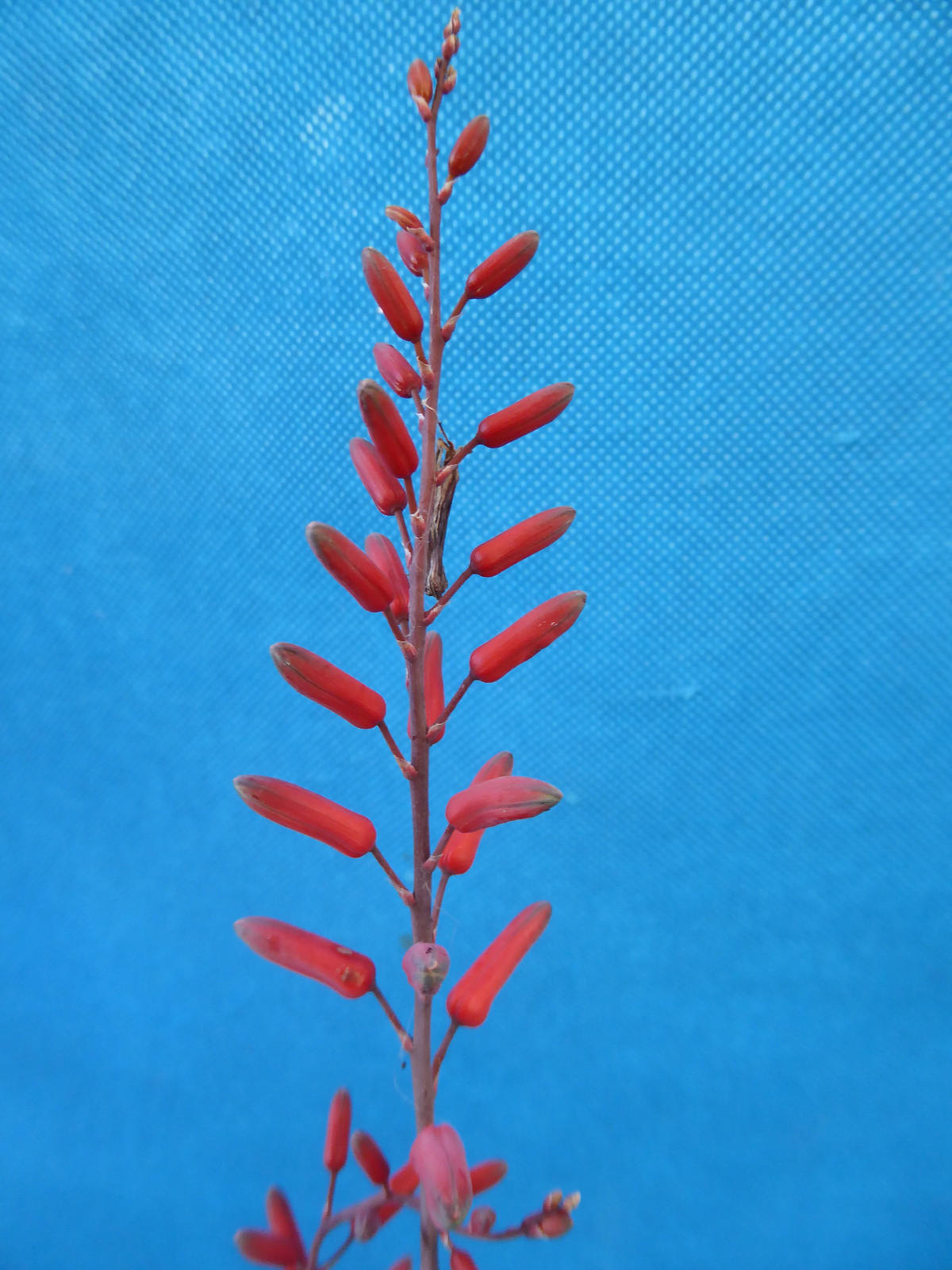 Aloe Hybrid KG “Dental Work” Great Colors/Texture Succulent 3″ to 4″ Wide 3″ Pot