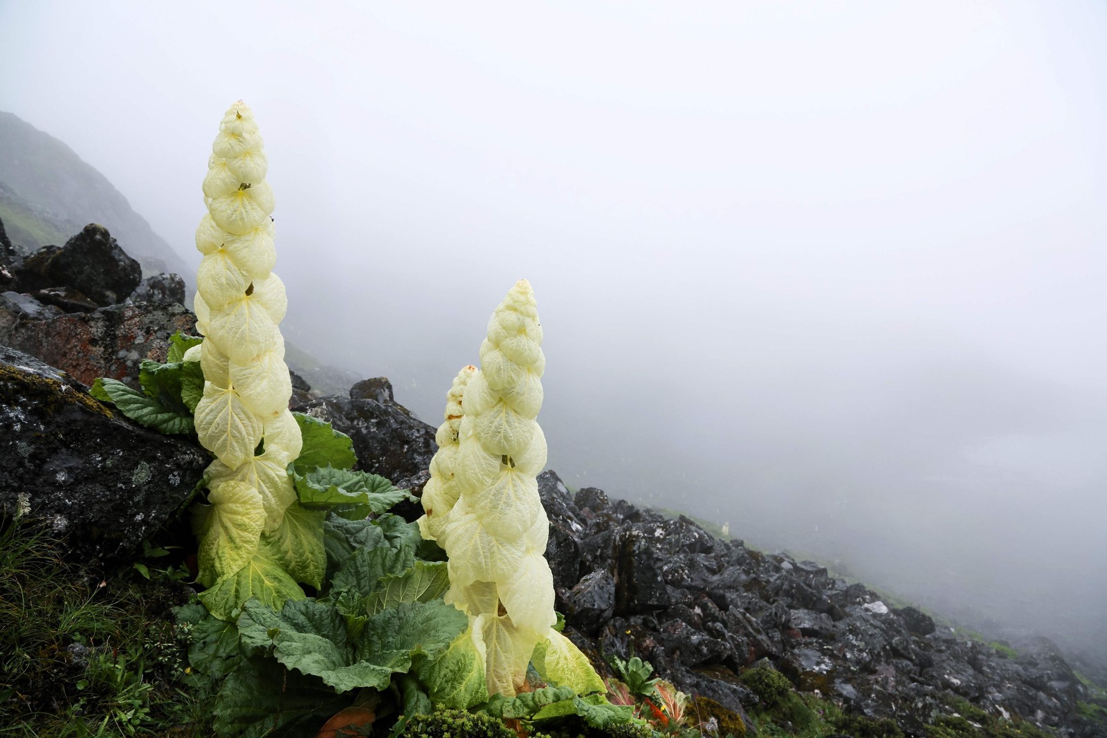 5 NOBLE RHUBARB Rheum Nobile Ornamental Sikkim Himalayan Glasshouse Plant Seeds