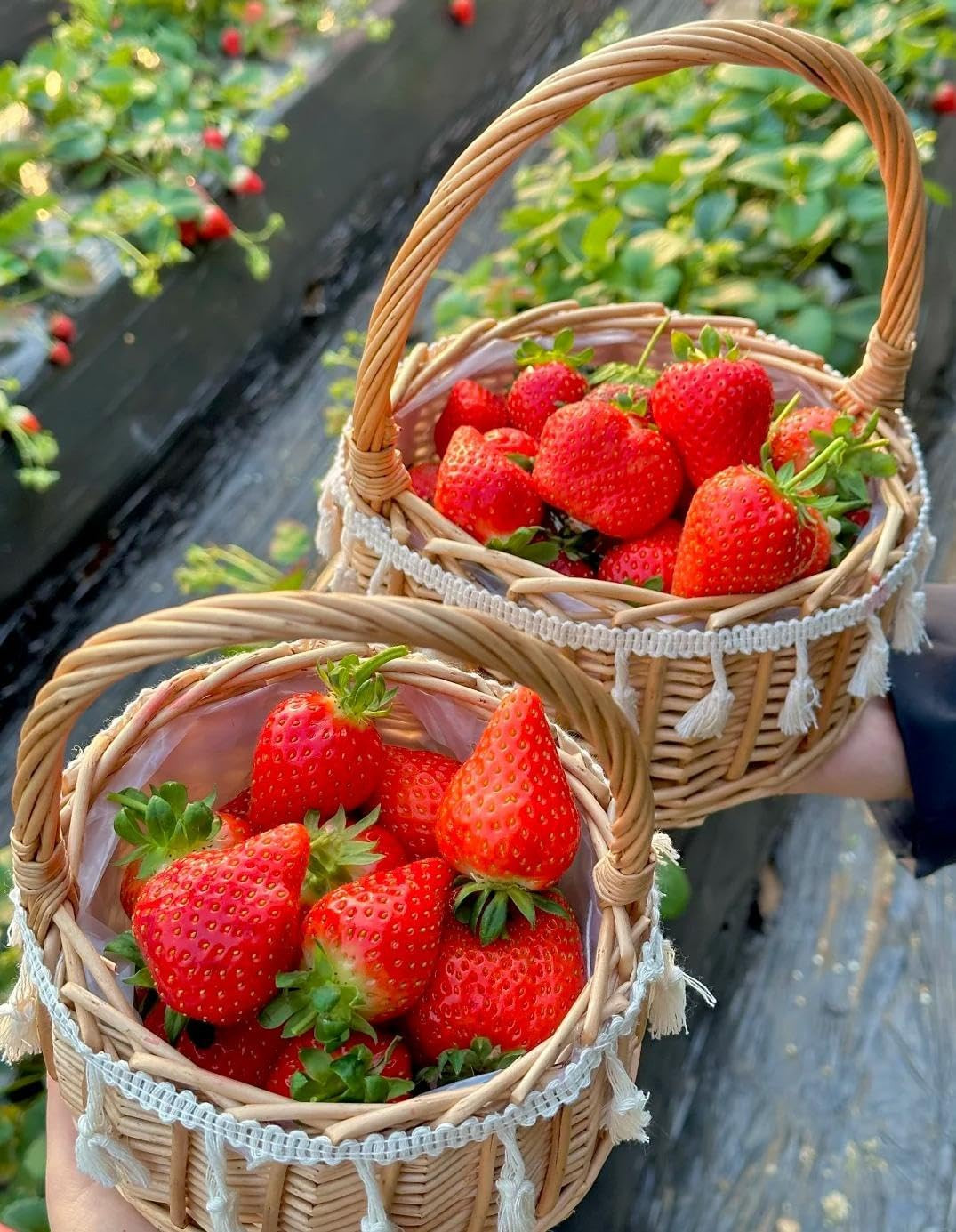 1000+ Mixed Berry Seeds for Planting – Grape, Blueberry, Raspberry & Strawberry