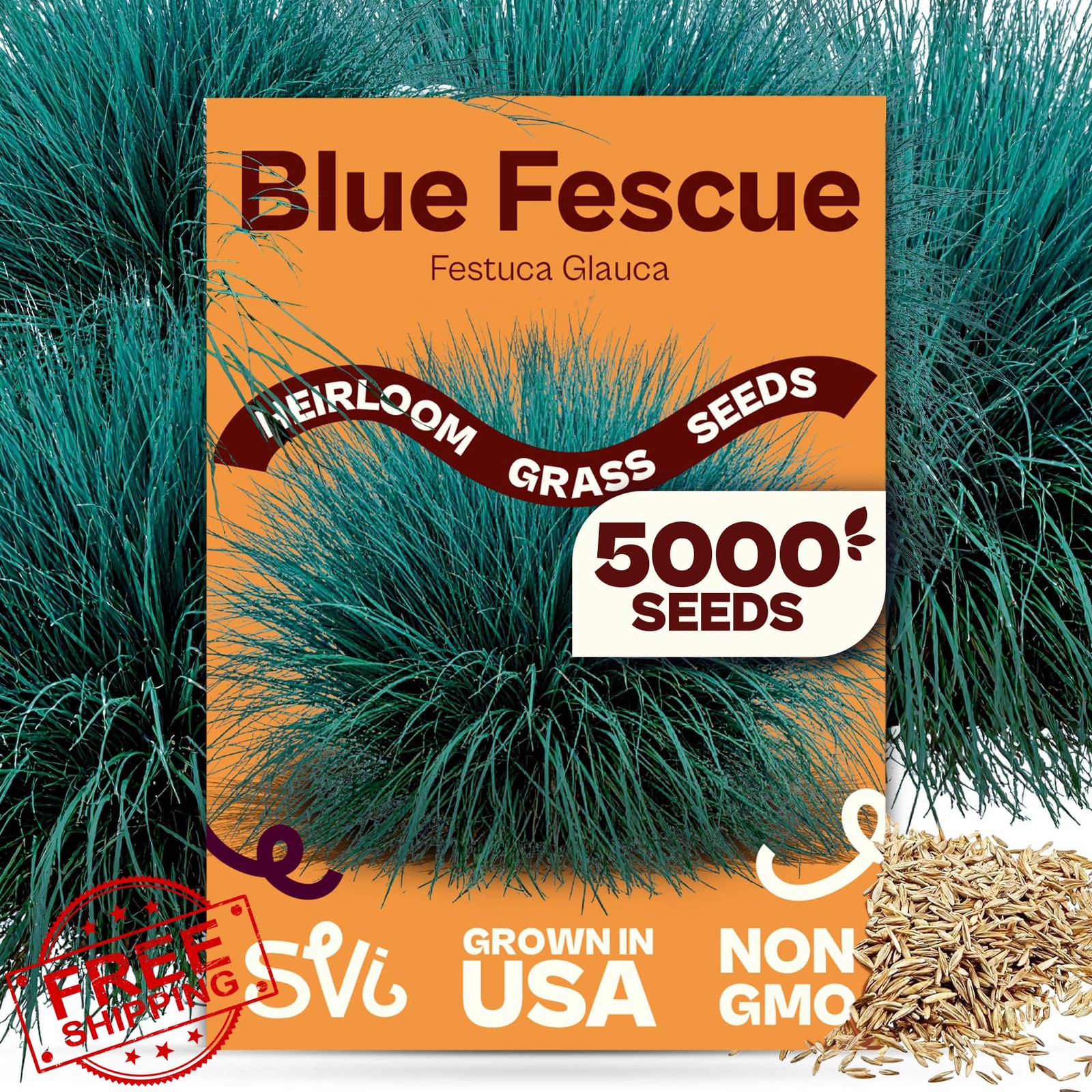 SVI 5000 Blue Fescue Grass Seeds, Ornamental Dwarf Evergreen Seed