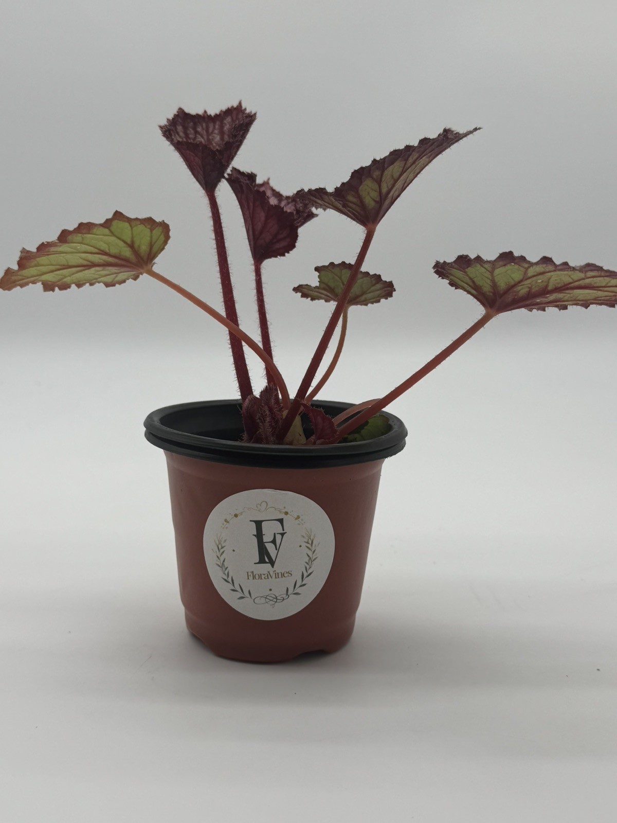 Begonia Summer Storm Live Plant 4″ Pot Rare Rex Begonia Houseplant FloraVines