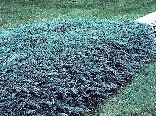 Blue Rug Juniper | 10 Live Plants | Drought Tolerant Cold Hardy Evergreen…