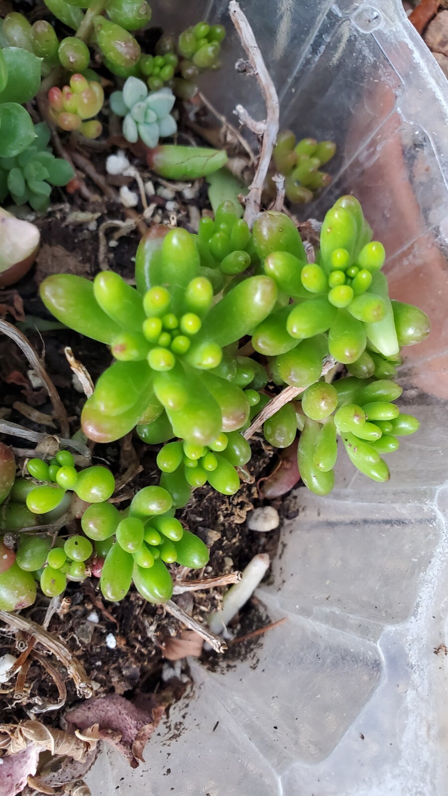 40 Succulent Assorted cuttings