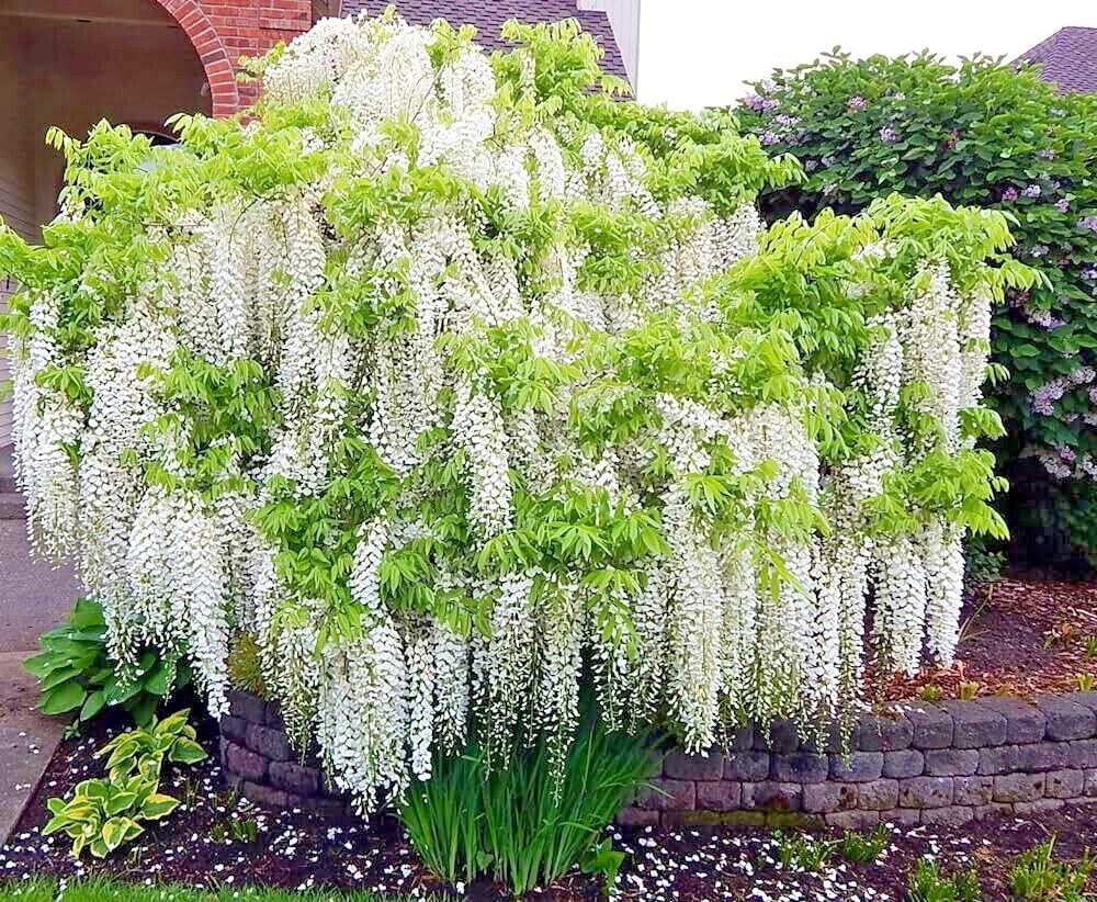 White Wisteria floribunda Alba Tree Seeds Climbing Flower Vine Plant Rare Hardy